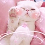 Avatar de Nadia Carrillo